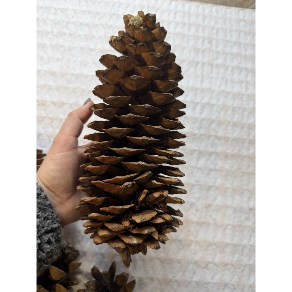 HUGE 12" Sugar Pine‎ Cone Natural Decor Christmas Decor Crafts